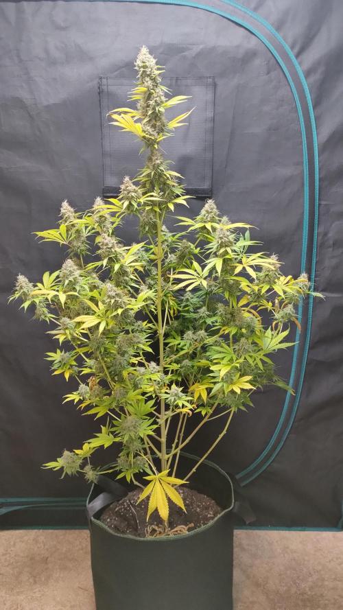 Eternity Grow Cup 2026. Week 18