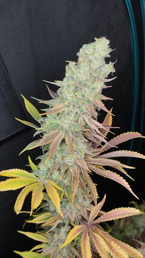 Eternity Grow Cup 2026. Week 18