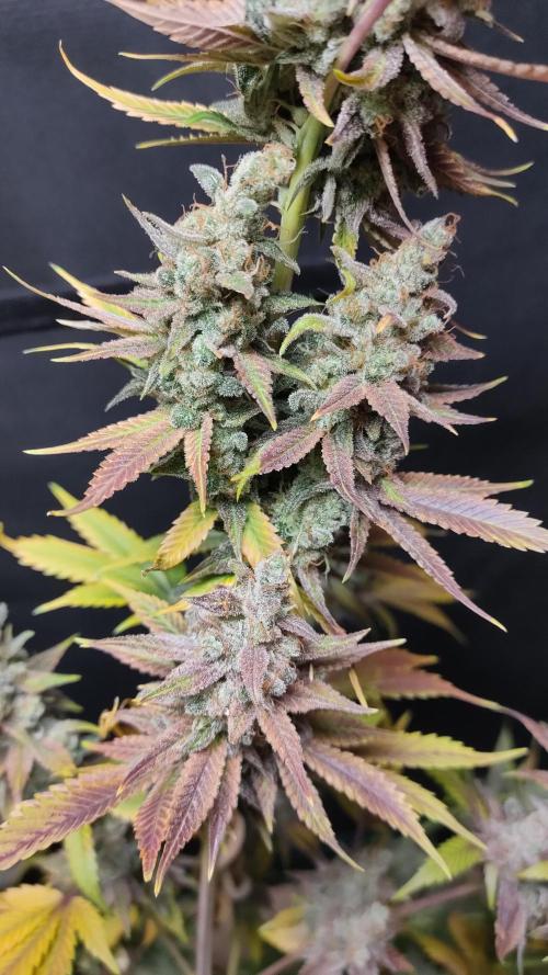 Eternity Grow Cup 2026. Week 18