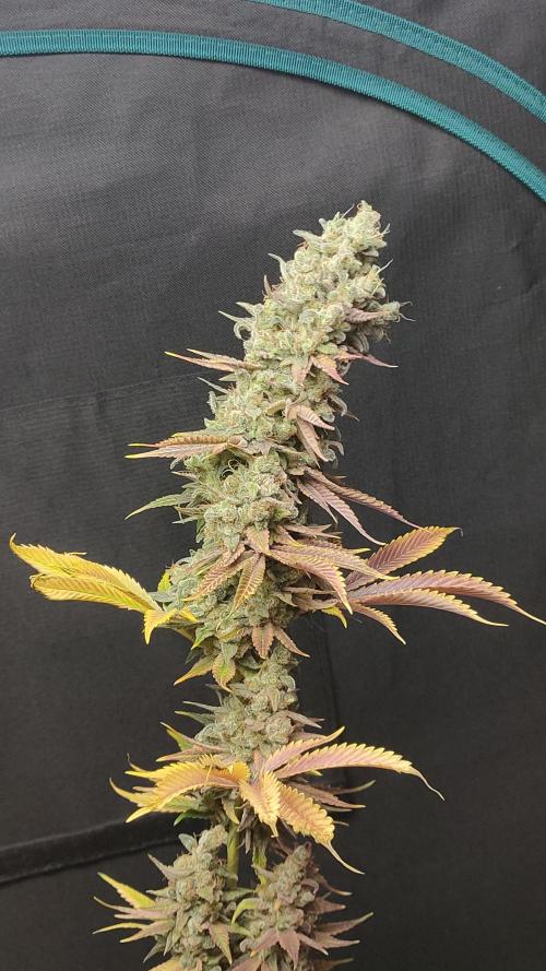 Eternity Grow Cup 2026. Week 18