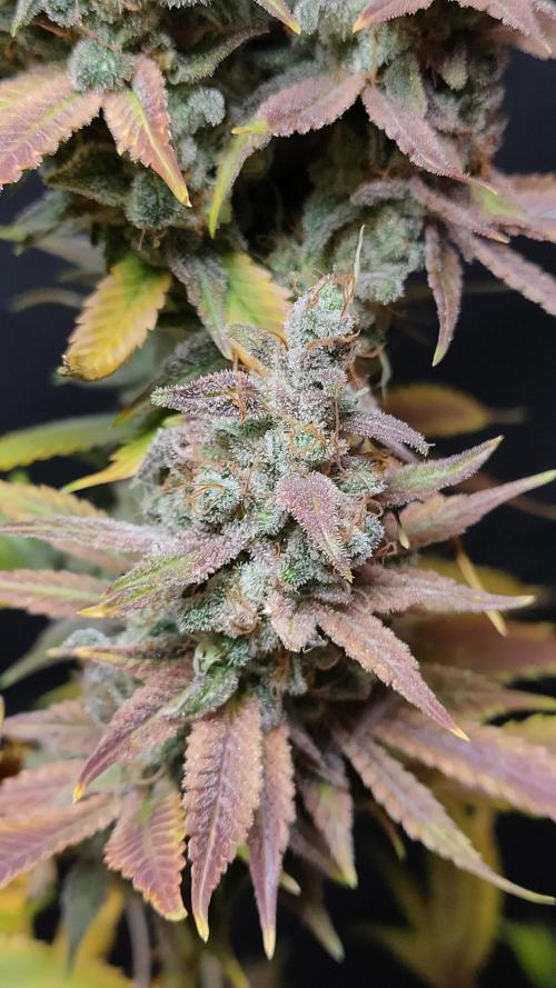 Eternity Grow Cup 2026. Week 18