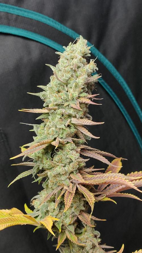 Eternity Grow Cup 2026. Week 18