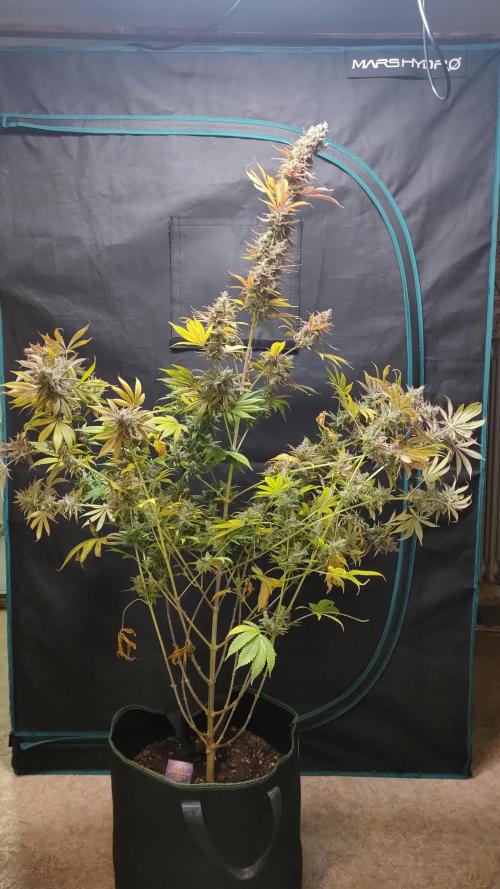 Eternity Grow Cup 2026. Week 18