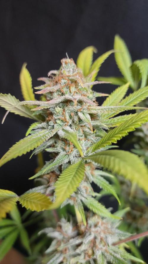 Eternity Grow Cup 2026. Week 18