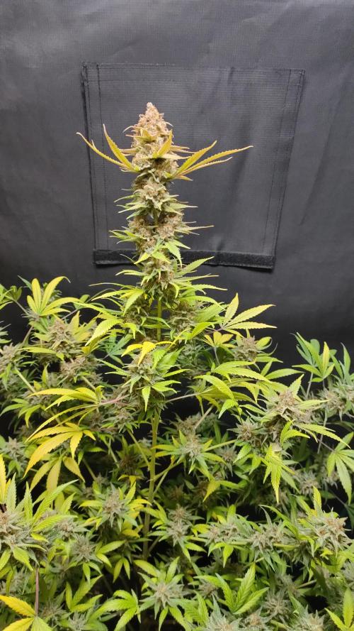 Eternity Grow Cup 2026. Week 18