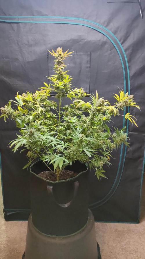 Eternity Grow Cup 2026. Week 18
