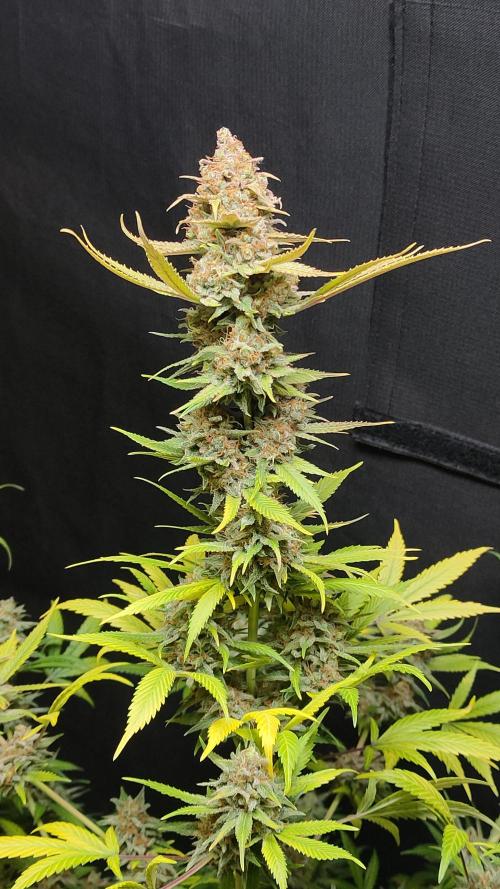 Eternity Grow Cup 2026. Week 18