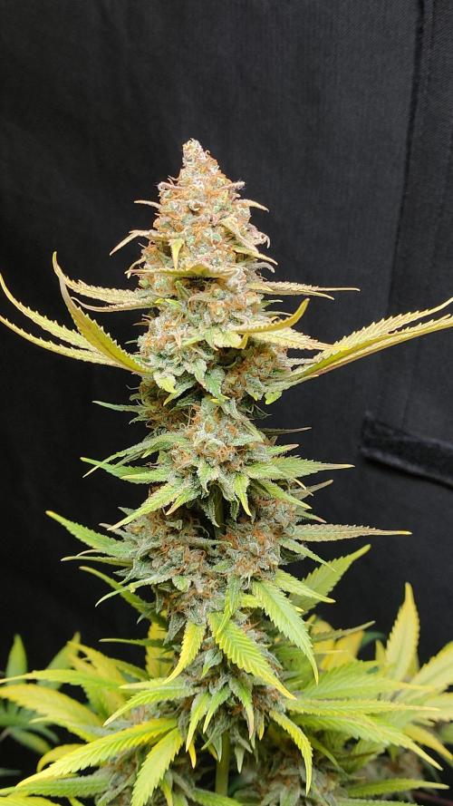Eternity Grow Cup 2026. Week 18