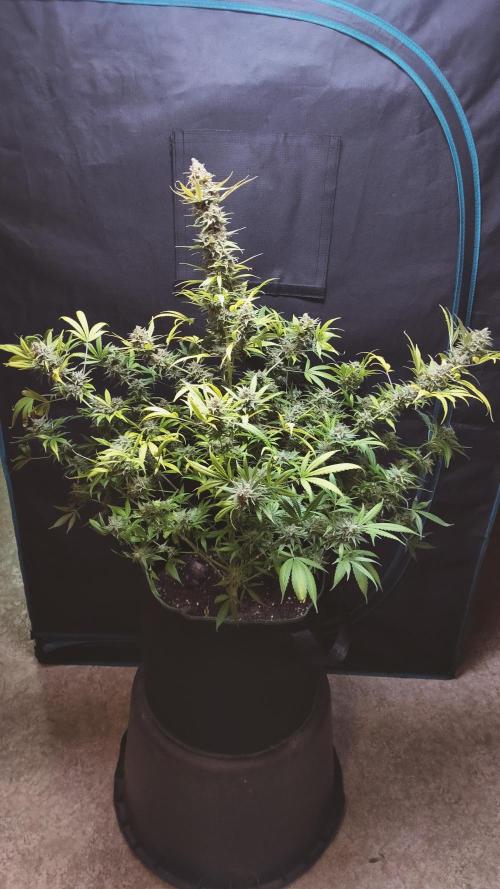 Eternity Grow Cup 2026. Week 18