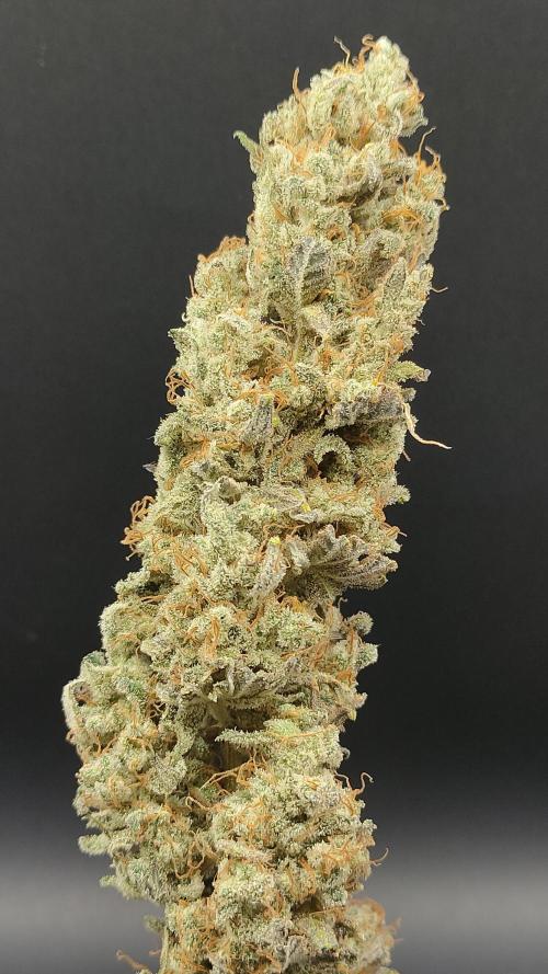 Eternity Grow Cup 2026. Week 18