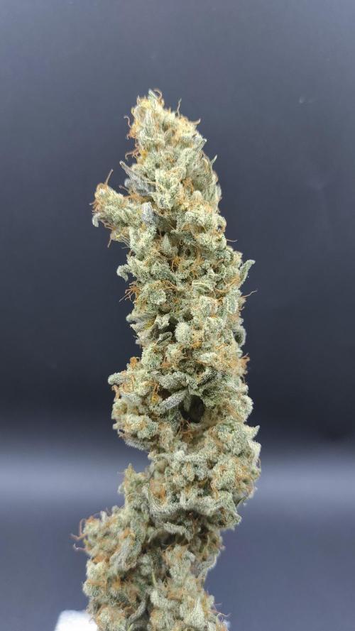 Eternity Grow Cup 2026. Week 18
