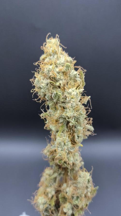 Eternity Grow Cup 2026. Week 18
