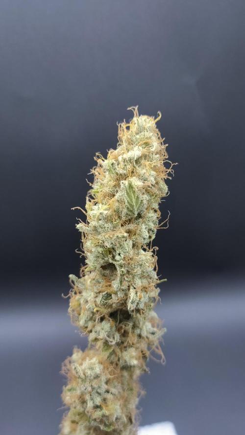 Eternity Grow Cup 2026. Week 18