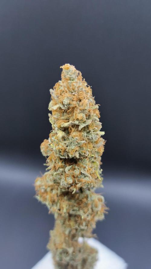 Eternity Grow Cup 2026. Week 18