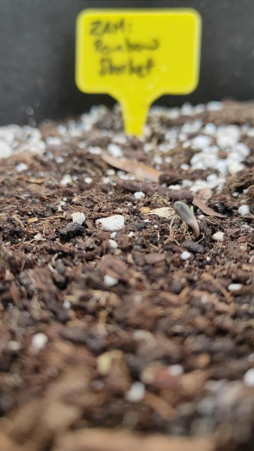 Rainbow Sherbet Autoflower. Week 0