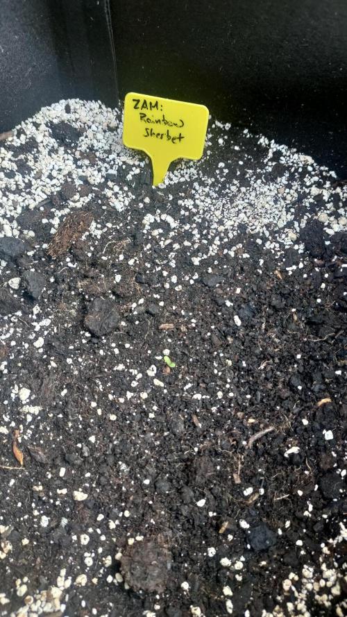 Rainbow Sherbet Autoflower. Week 0