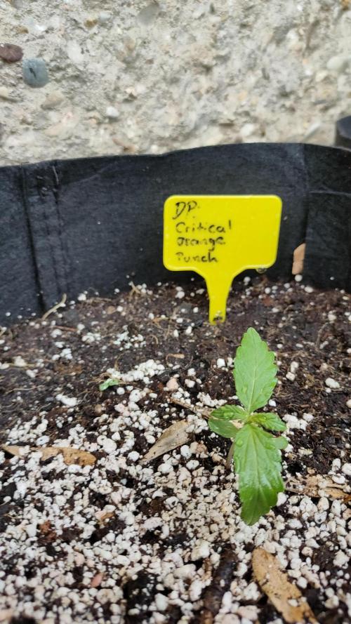 Auto Critical Orange Punch. Week 1 - 20 Liter