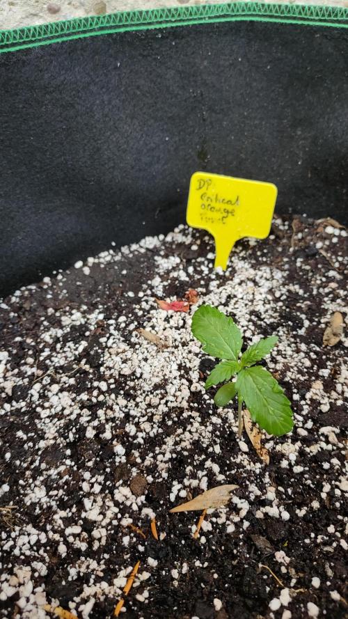 Auto Critical Orange Punch. Week 1 - 30 Liter
