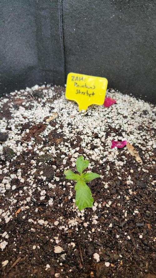 Rainbow Sherbet Automatic. Week 1