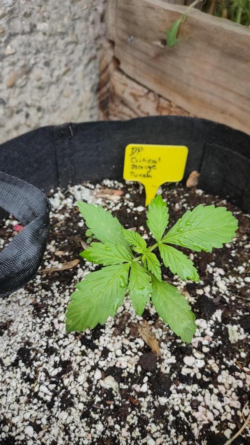 Auto Critical Orange Punch. Week 2