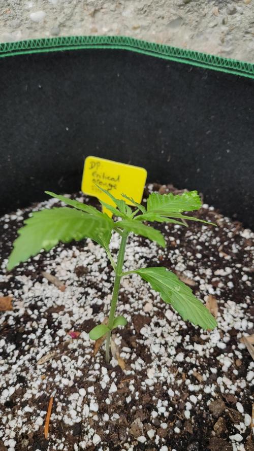 Auto Critical Orange Punch. Week 2