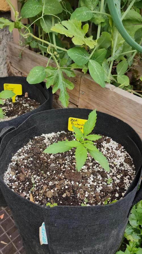 Rainbow Sherbet Autoflower. Week 2