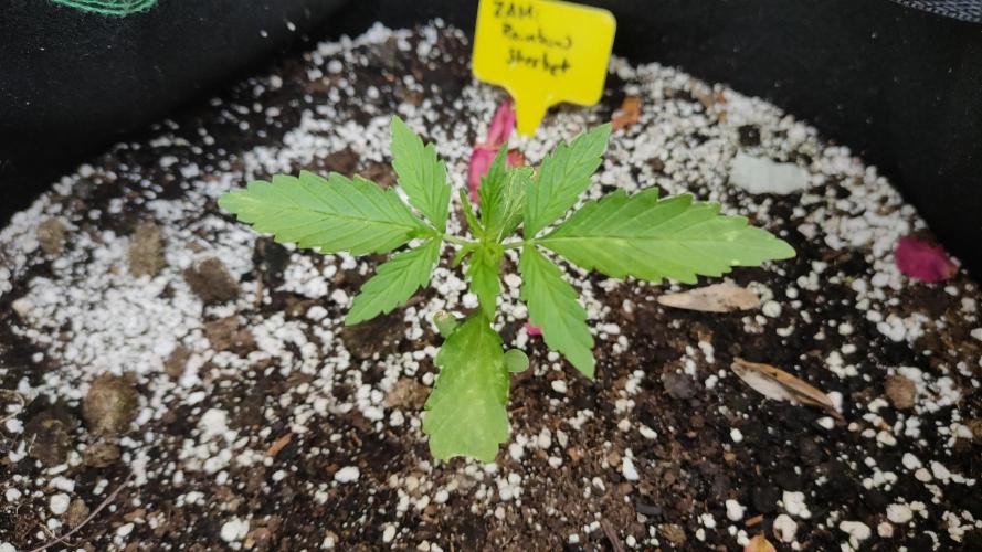 Rainbow Sherbet Autoflower. Week 2