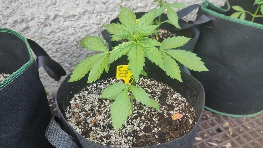 Auto Critical Orange Punch. Week 3
