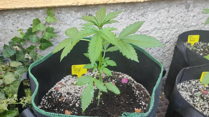 Auto Critical Orange Punch. Week 3