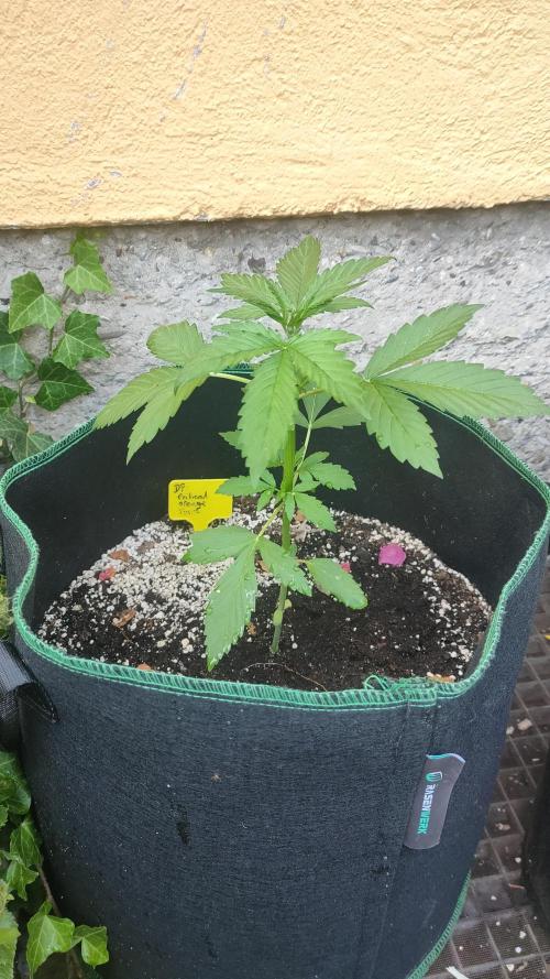 Auto Critical Orange Punch. Week 3