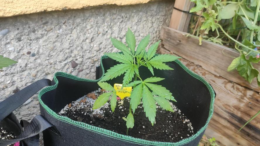 Rainbow Sherbet Autoflower. Week 3