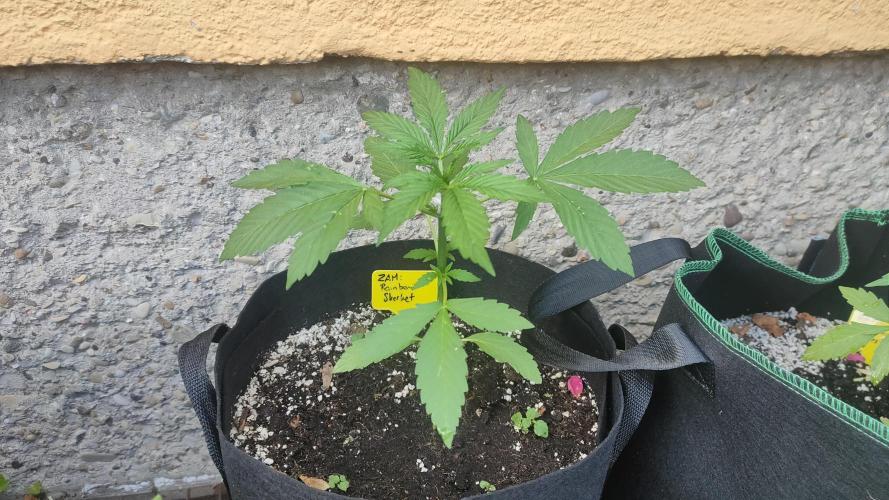 Rainbow Sherbet Autoflower. Week 3