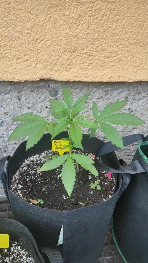 Rainbow Sherbet Autoflower. Week 3