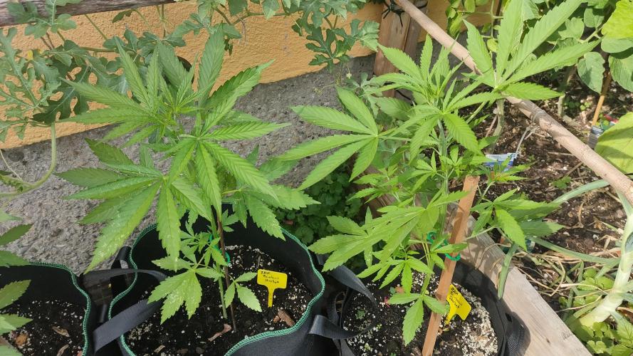 Rainbow Sherbet Autoflower. Week 4