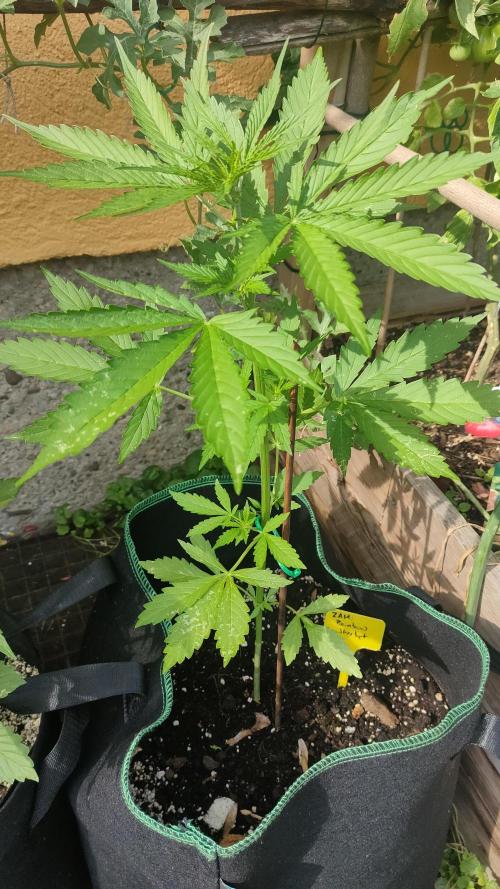 Rainbow Sherbet Autoflower. Week 4