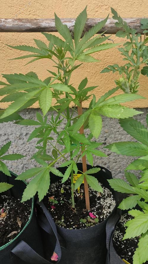 Rainbow Sherbet Autoflower. Week 4