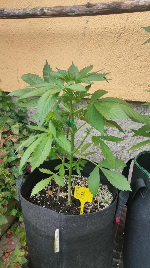 Auto Critical Orange Punch. Week 4