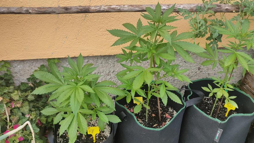 Auto Critical Orange Punch. Week 4