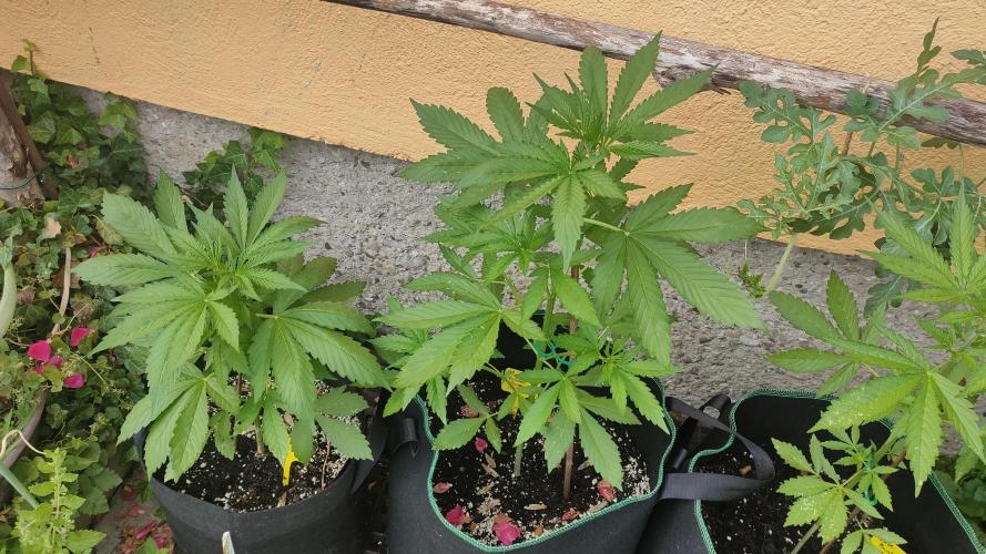 Auto Critical Orange Punch. Week 4