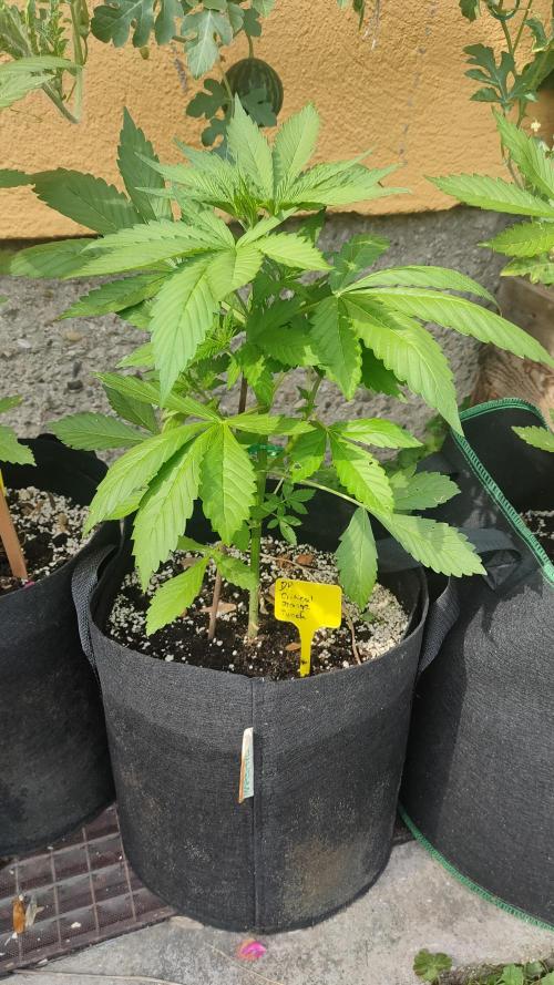 Auto Critical Orange Punch. Week 4