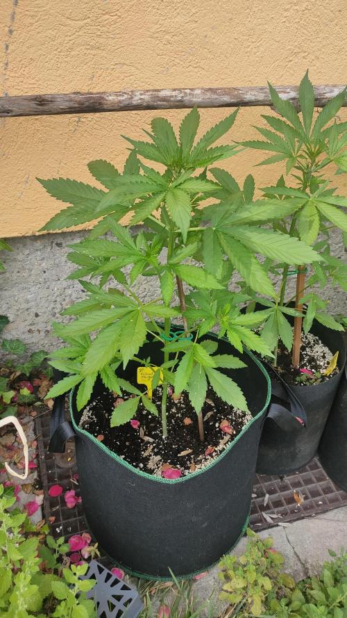 Auto Critical Orange Punch. Week 4