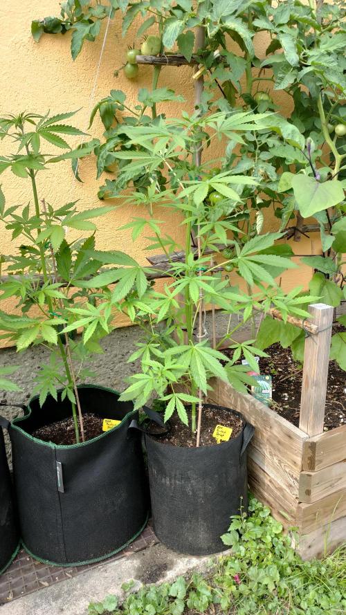 Rainbow Sherbet Autoflower. Week 5