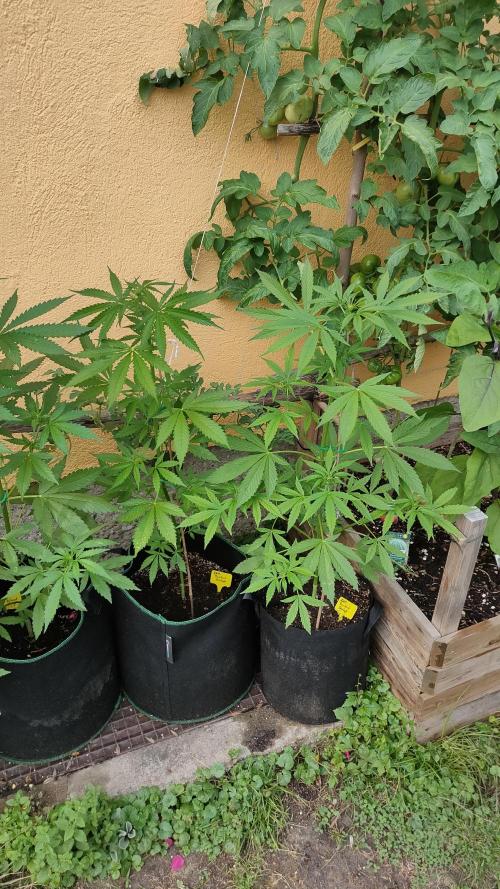 Rainbow Sherbet Autoflower. Week 5