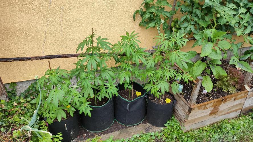 Rainbow Sherbet Autoflower. Week 5