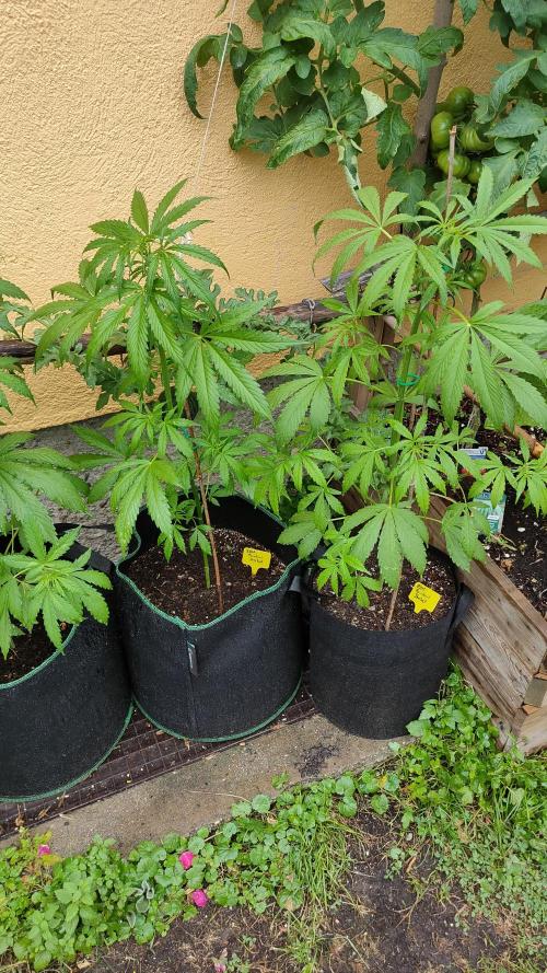 Rainbow Sherbet Autoflower. Week 5
