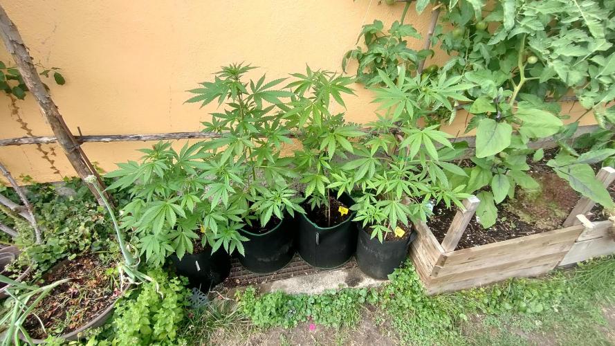 Auto Critical Orange Punch. Week 5