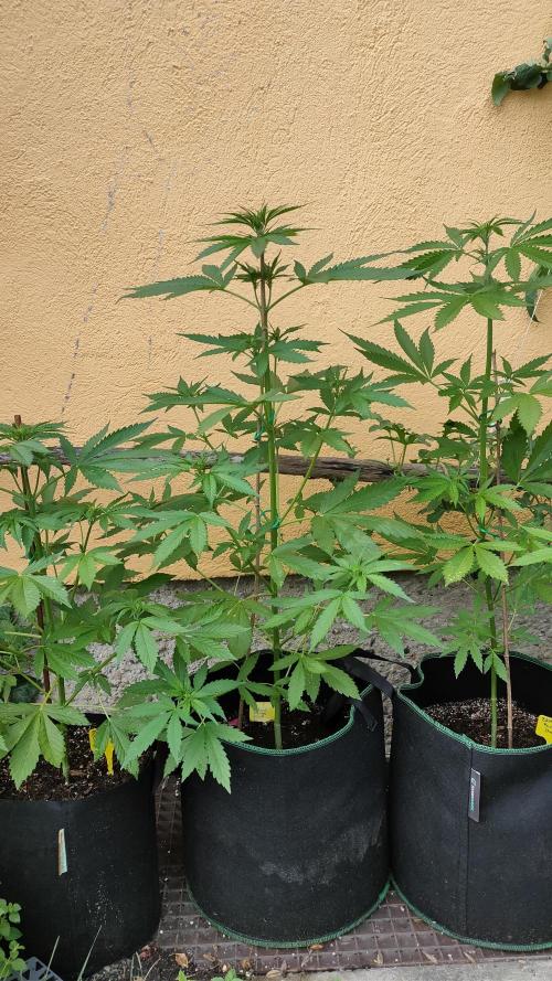 Auto Critical Orange Punch. Week 5