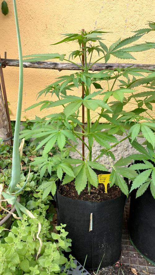 Auto Critical Orange Punch. Week 5
