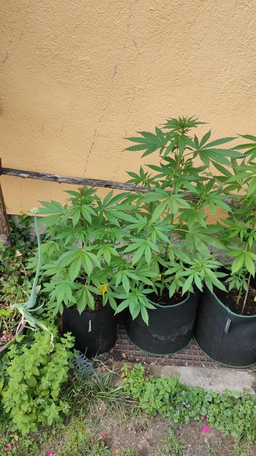 Auto Critical Orange Punch. Week 5