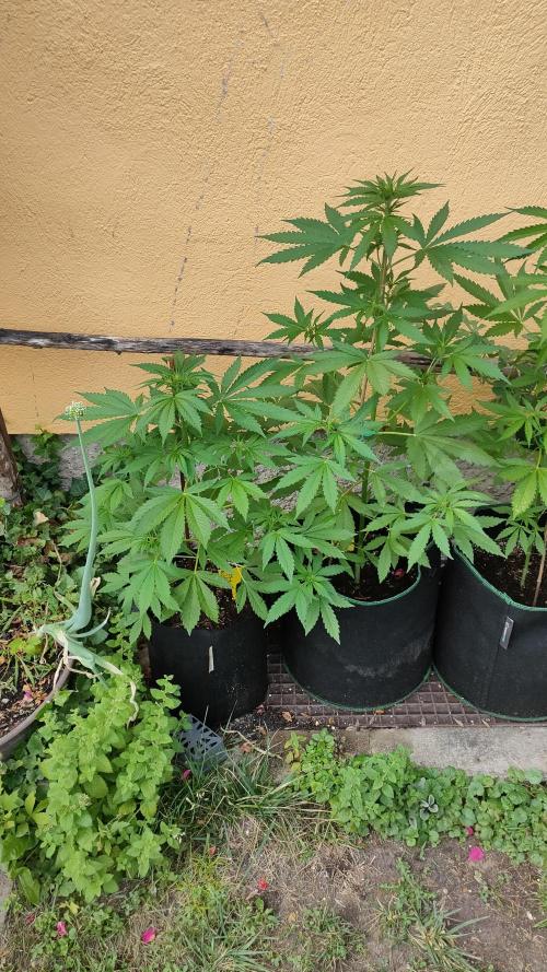 Auto Critical Orange Punch. Week 5